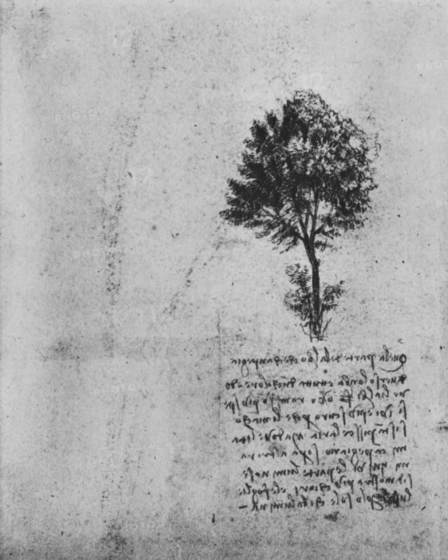 'Study of a Tree', c1480 (1945). Artist: Leonardo da Vinci.