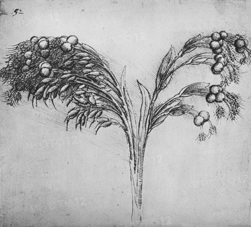 'A Long-Stemmed Plant, c1480 (1945). Artist: Leonardo da Vinci.