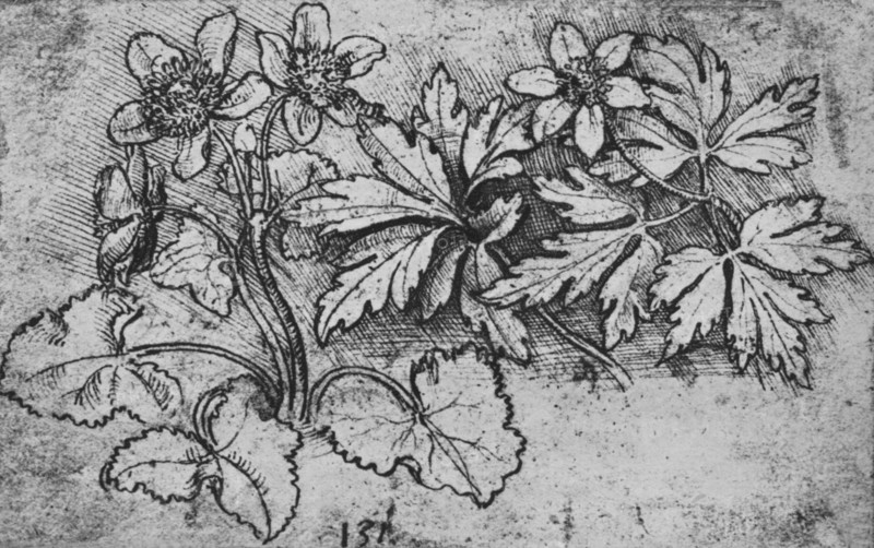 'Sketch of a Plant', c1480 (1945). Artist: Leonardo da Vinci.