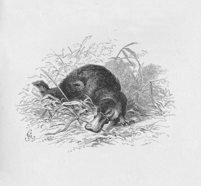 'Ornithorhynchus Paradoxus',  c1885, (1890). Artist: Robert Taylor Pritchett.