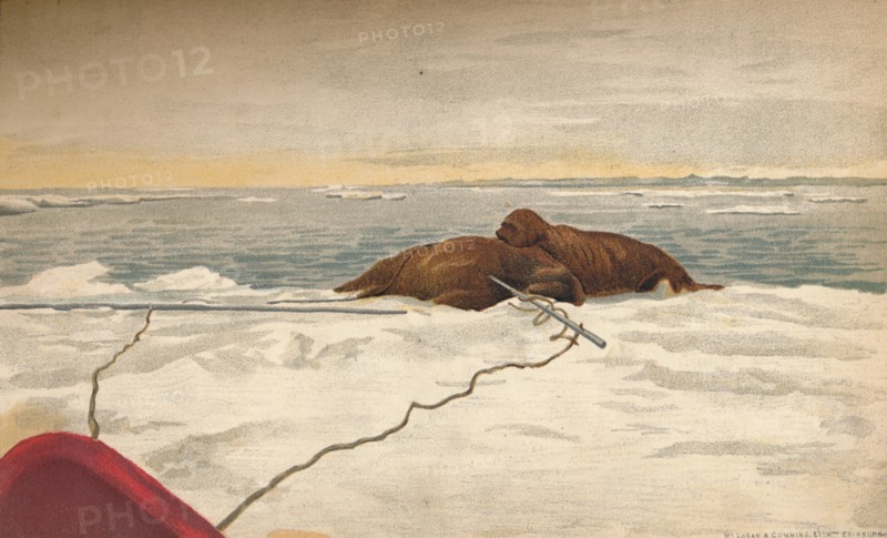 'Walruses Killed Off The East Coast of the Taimyr Peninsula, 12th September 1893, (1897). Artist: Fridtjof Nansen.