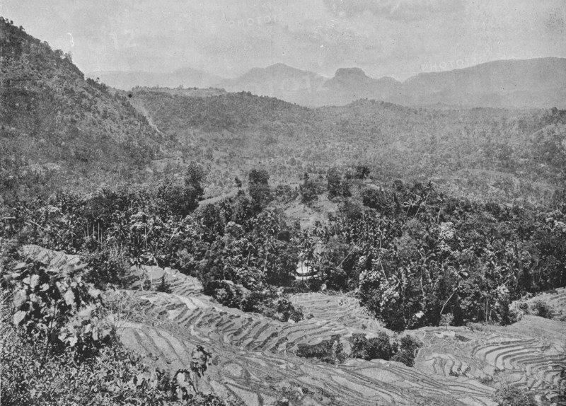 'View of Paddy Field from Kadugannawa Pass', c1890, (1910). Artist: Alfred William Amandus Plate.