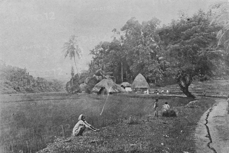 'Paddy Field near Gampola', c1890, (1910). Artist: Alfred William Amandus Plate.