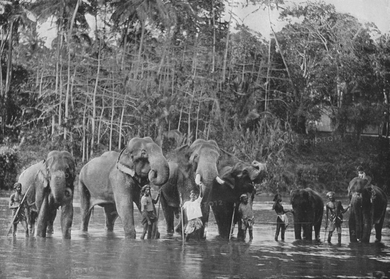 'Sacred Elephants Bathing in the Mahaweli Ganga at Katugastota', c1890, (1910). Artist: Alfred William Amandus Plate.