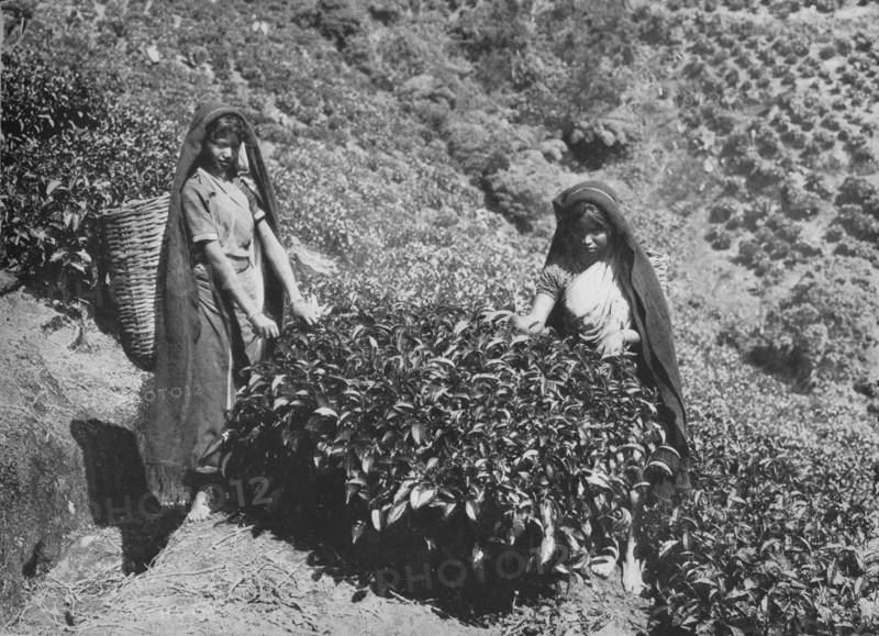 'Pluckers on Tea Estate, Ceylon', c1890, (1910). Artist: Alfred William Amandus Plate.