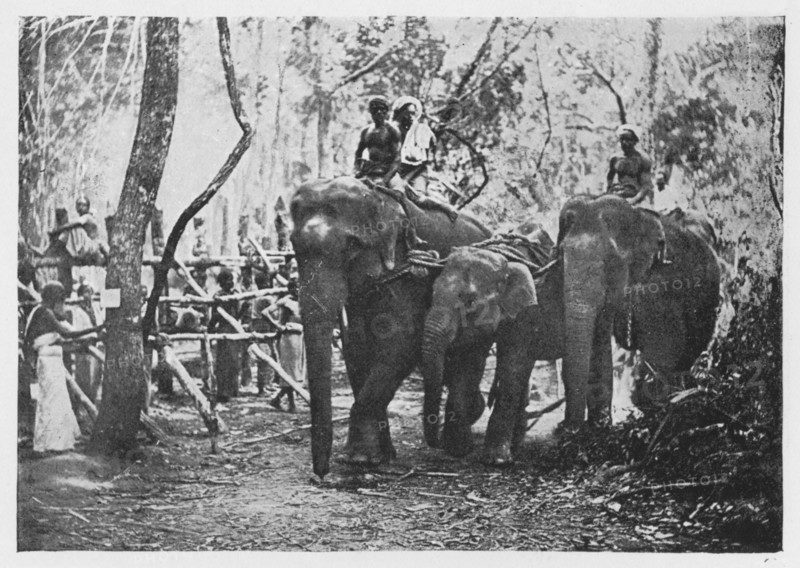 'Elephant Kraaling in Ceylon - Free No Longer', c1890, (1910). Artist: Alfred William Amandus Plate.