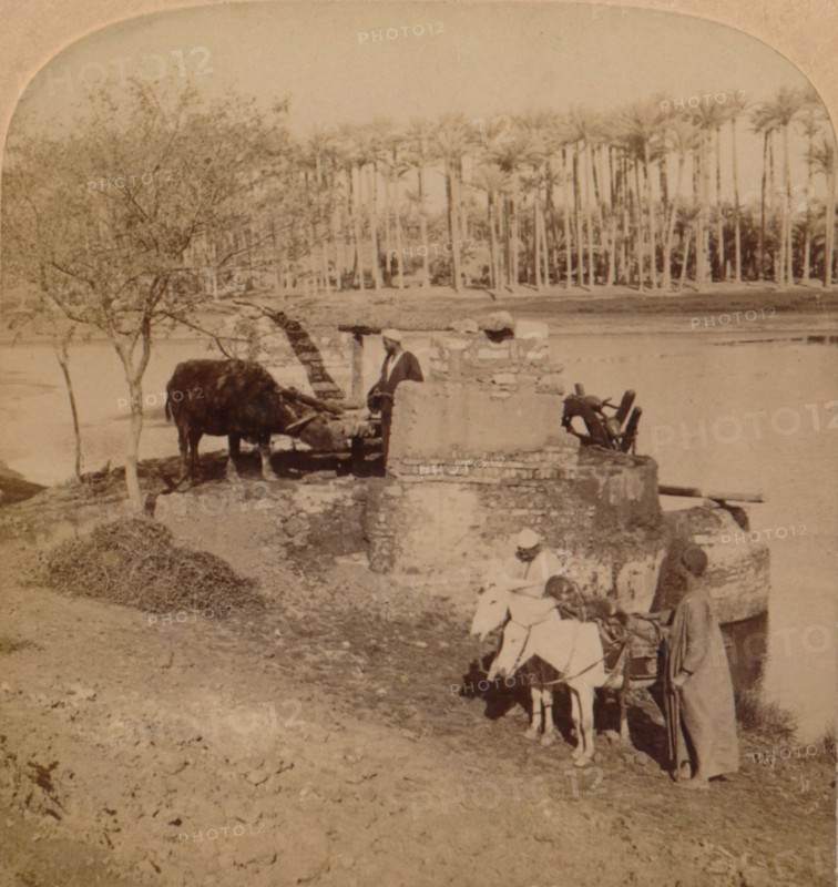 'An Egyptian Sakiyeh, Drawing Nile Water for Irrigation, Egypt', 1896. Artist: Unknown.