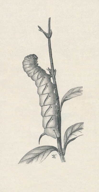 'Full-Grown Caterpillar of the Privet Hawk-Moth, Similarly Occupied', c1900, (1910). Artist: Fred Enock.