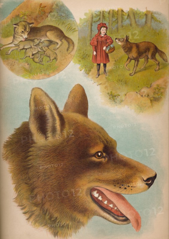 'The Wolf', c1900. Artist: Helena J. Maguire.
