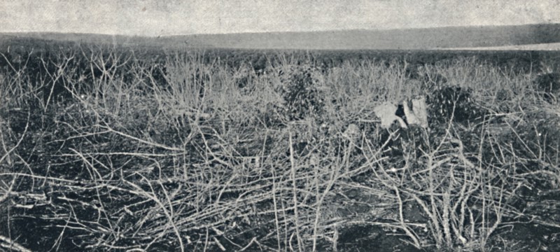 'Plantacao de Mandioca', 1895. Artist: Axel Frick.
