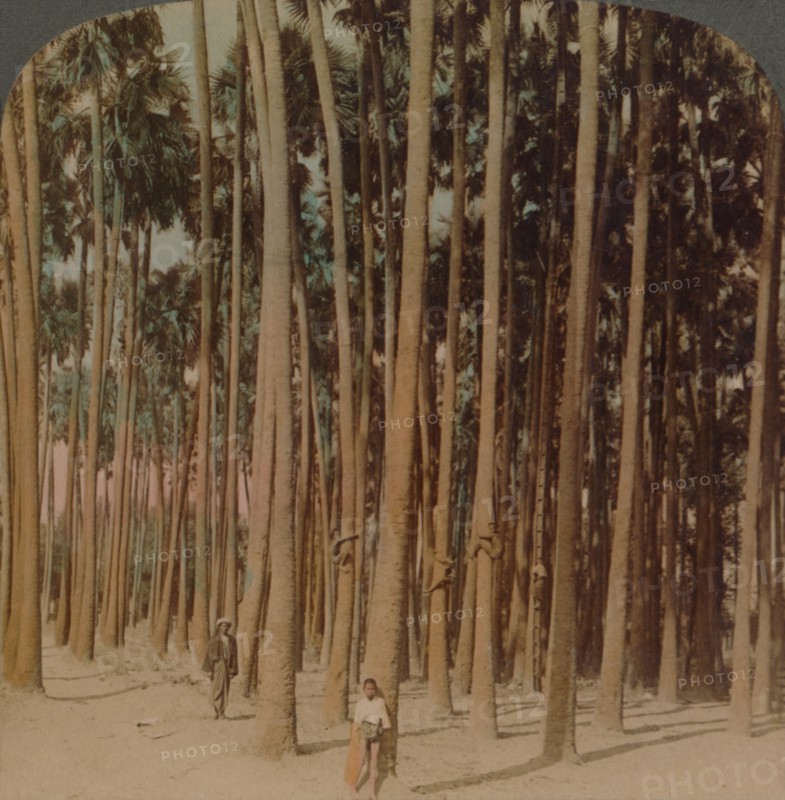 'Toddy palms 100 ft. tall, Pagan, Burma', 1907. Artists: Elmer Underwood, Bert Elias Underwood.