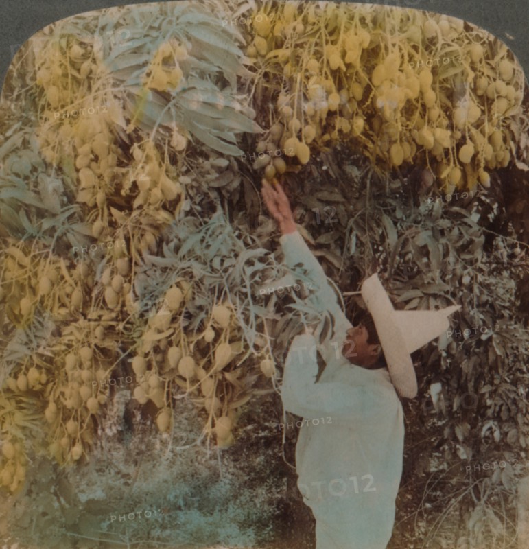 'Gathering luscious fruit from a heavily laden mango tree, Cuernavaca, Mexico', 1907. Artists: Elmer Underwood, Bert Elias Underwood.