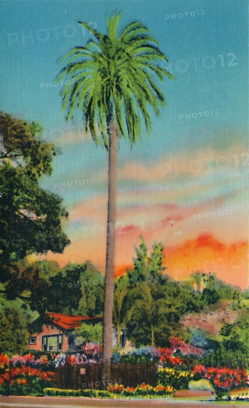 'Serra Palm. The First Palm Tree in California', c1941. Artist: Unknown.
