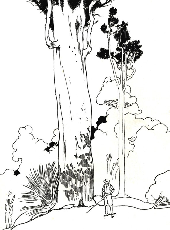 'A Kauri Tree', 1912. Artist: Charles Robinson.