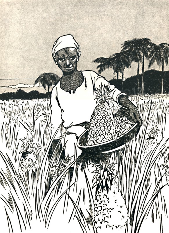 'Gathering Pineapples', 1912. Artist: Charles Robinson.