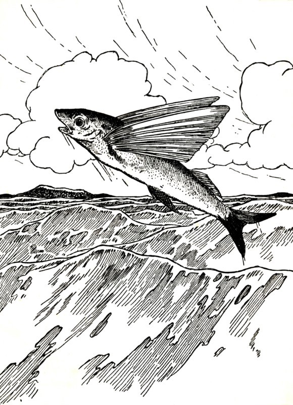 'The Flying Fish', 1912. Artist: Charles Robinson.