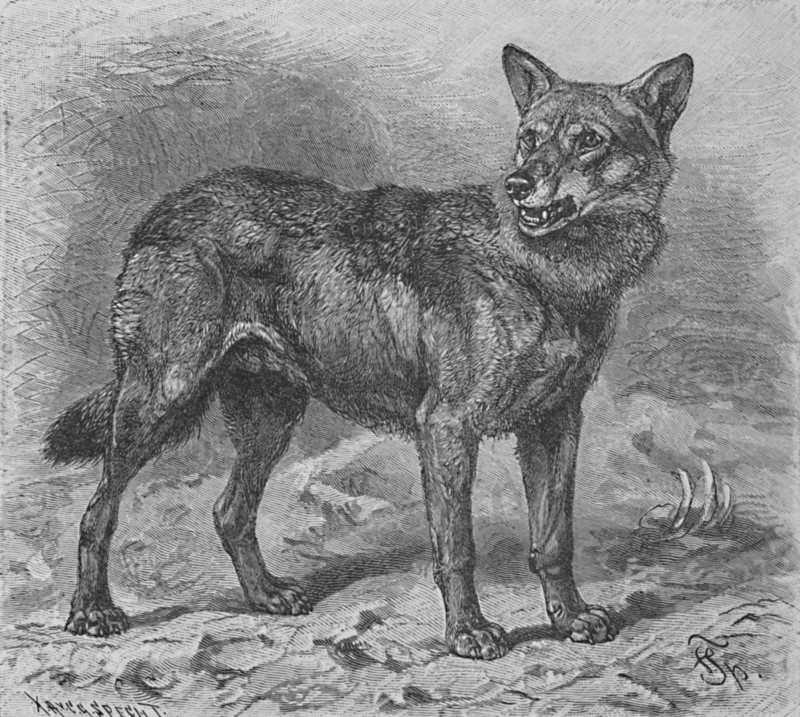 'The Wolf', c1900. Artist: Helena J. Maguire.