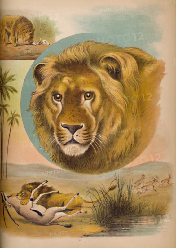 'The Lion', c1900. Artist: Helena J. Maguire.