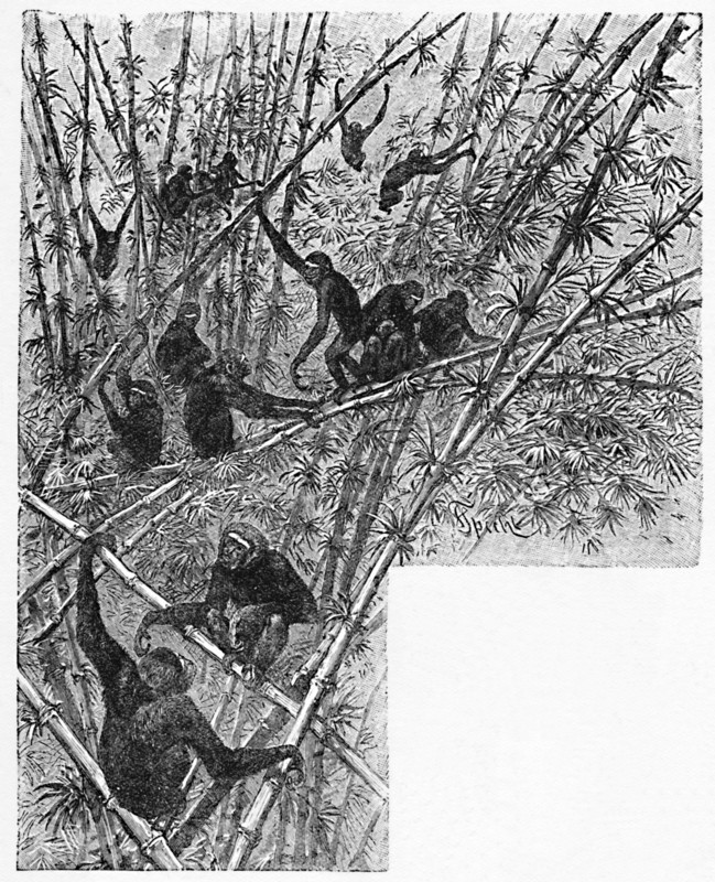 'Hoolocks in a Bamboo Jungle', c1900. Artist: Helena J. Maguire.