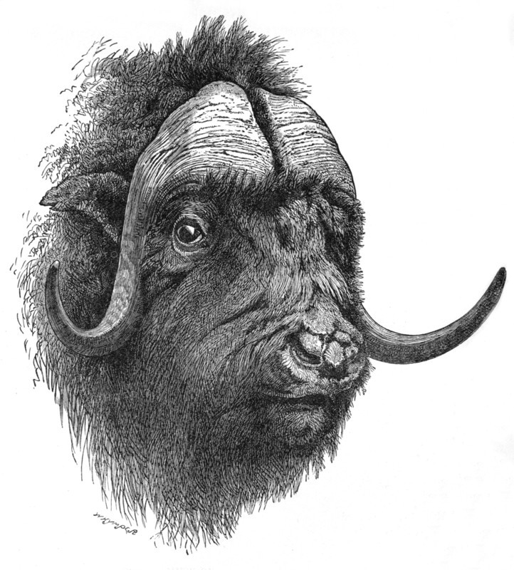 'Musk-Ox', c1900. Artist: Helena J. Maguire.