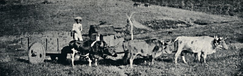 'Carro de boi', 1895. Artist: Paulo Sack.