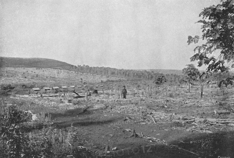 'Plantacao de Cafe novo', (New coffee plantation), 1895. Artist: Axel Frick.