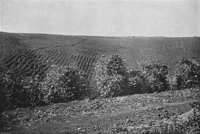 'Plantacao de Cafe formado', (Coffee Plantation), 1895. Artist: Axel Frick.