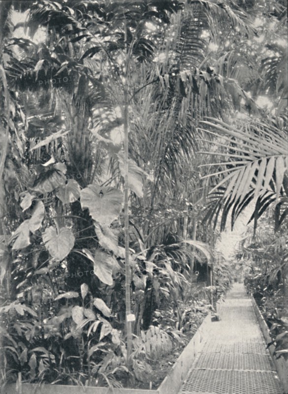 'Interior of the Great Palm House, Kew Gardens', 1904. Artist: Unknown.
