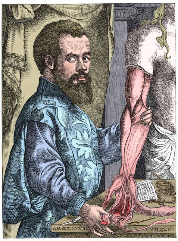 Andreas Vesalius, 16th century Flemish anatomist. Artist: Unknown.