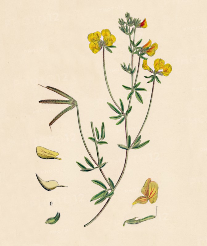 'Lotus tenius. Slender Bird's-foot Trefoil', 19th Century. Artist: Unknown.
