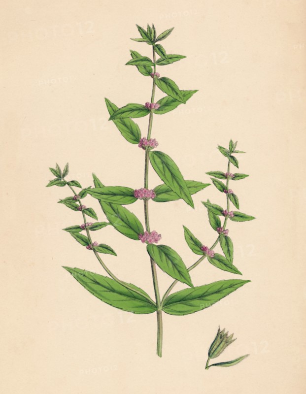 'Mentha gracilis, var. genuina. Slender Mint', 19th Century. Artist: Unknown.