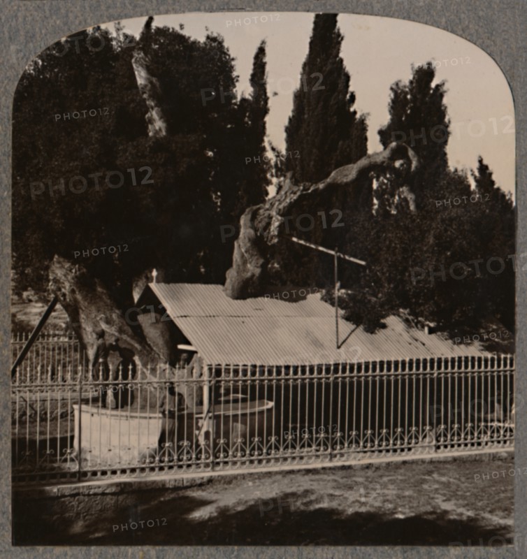 'Abraham's Oak near Hebron', c1900. Artist: Unknown.