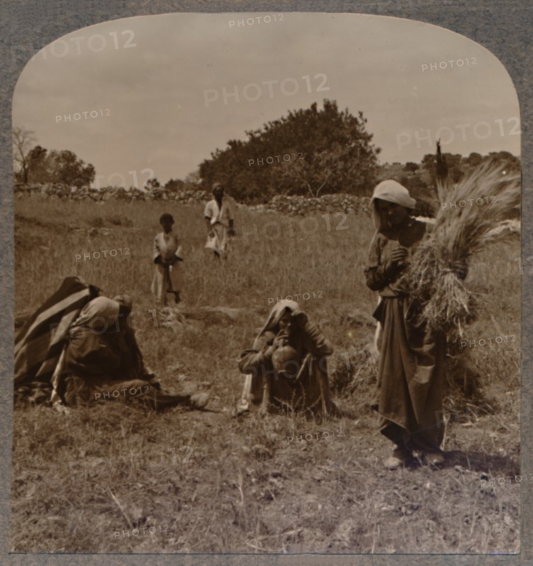 'Ruth gleaning in the Fields of Boaz', c1900. Artist: Unknown.