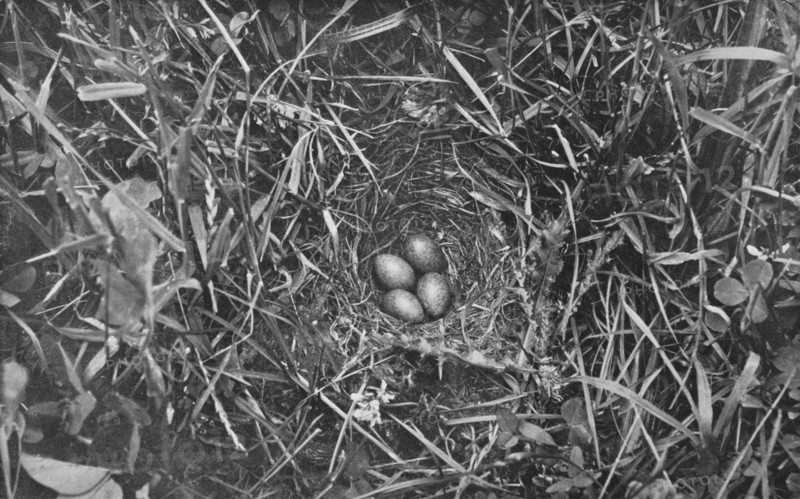 'Nest of Skylark', c1882, (1912). Artist: Charles Reid.