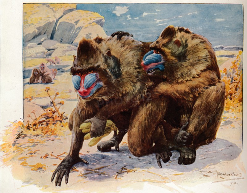 'Mandrills', 1910, (1911). Artist: Louis Fairfax Muckley.