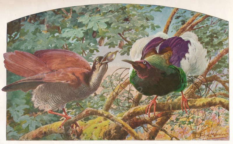 'Twelve-wired Birds of Paradise', c1910, (1911). Artist: Louis Fairfax Muckley.