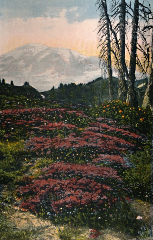 'Purple Heather growing Mount Rainier National Park', c1916. Artist: Asahel Curtis.