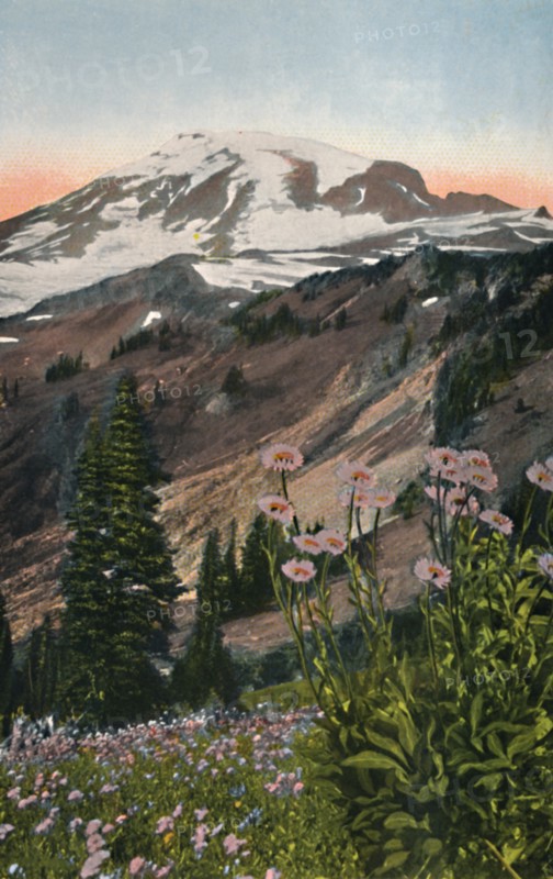 'Purple Asters, in Mount Rainier National Park', c1916. Artist: Asahel Curtis.