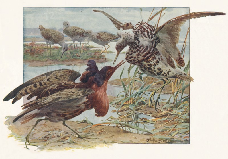 'Ruffs and Reeves', c1910, (1911). Artist: Louis Fairfax Muckley.