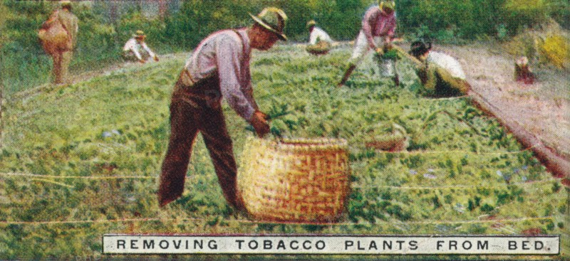 'Removing Tobacco Plants from Bed', 1926. Artist: Unknown.