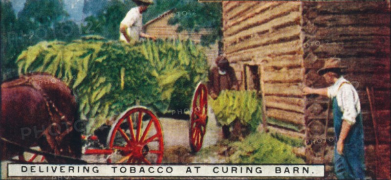 'Delivering Tobacco at Curing Barn', 1926. Artist: Unknown.