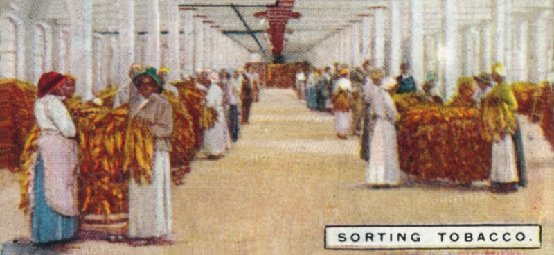 'Sorting Tobacco', 1926. Artist: Unknown.