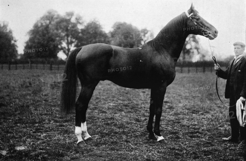 'Surefoot', 1911. Artist: Unknown.