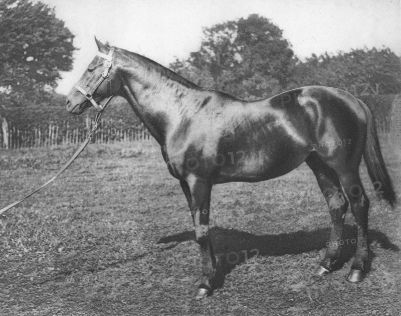 'Common', 19th century, (1911). Artist: Unknown.