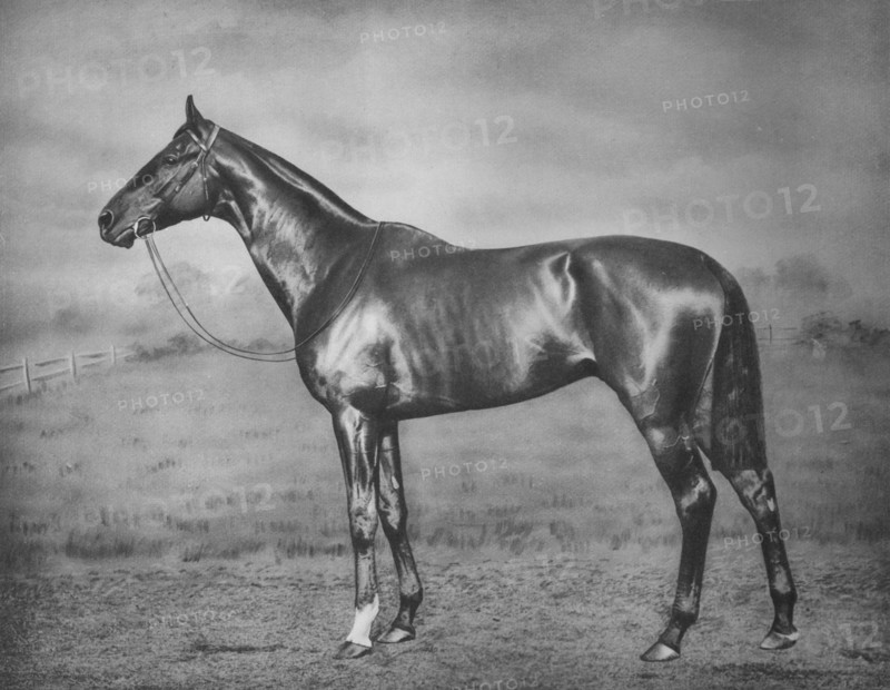 'Polymelus', 1902-1924, (1911). Artist: Unknown.