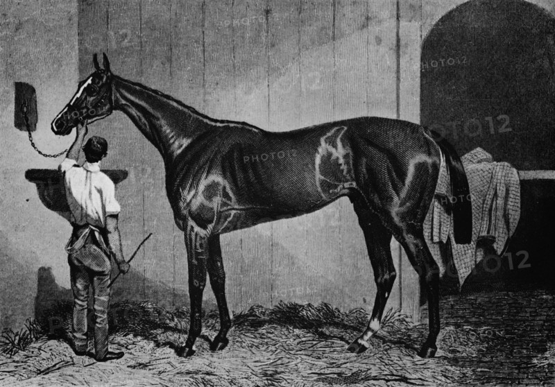 'West Australian', 1850-1870, (1911). Artist: Unknown.