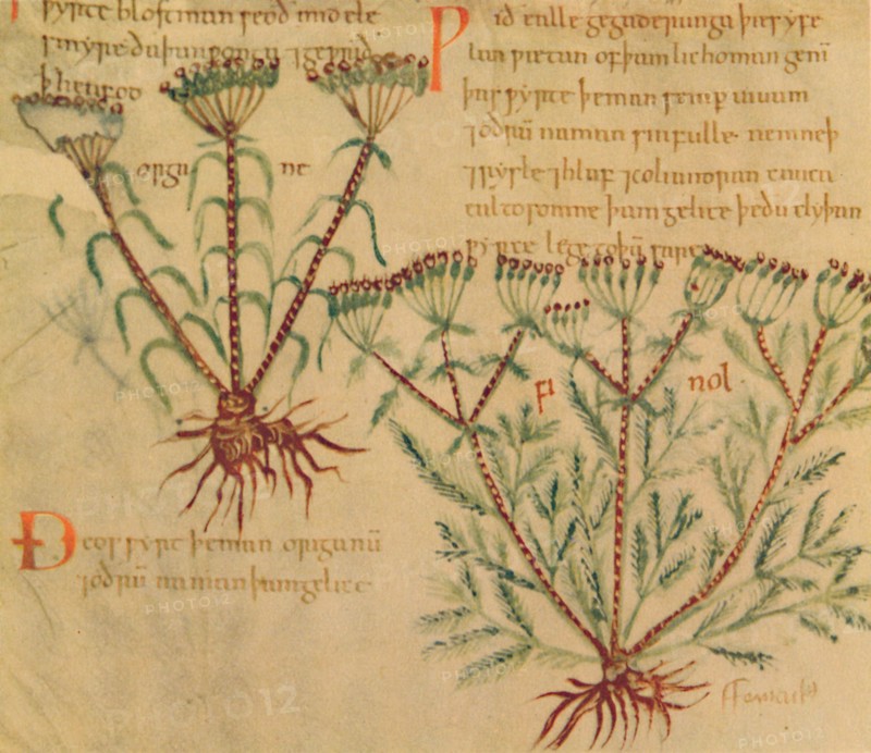 'Fennel', 1947. Artist: Unknown.