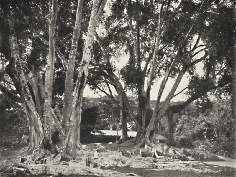 'Gummibaume (Ficus elastica)', 1926. Artist: Unknown.
