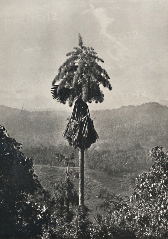 'Die Talipotpalm (Corypha umbracalifera) in Blute', 1926. Artist: Unknown.