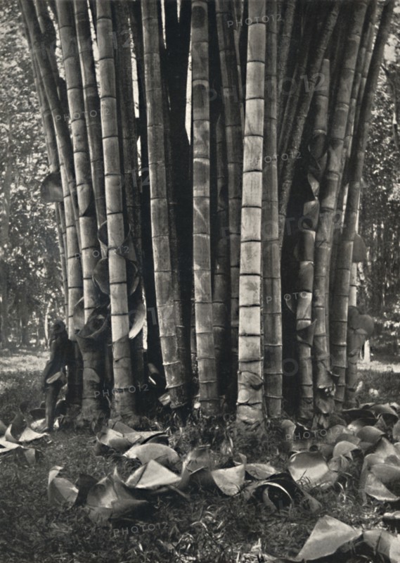 'Der untere Teil der Halme einer Pflanze des Riesenbambus in Peradeniya', 1926. Artist: Unknown.